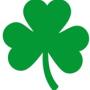 shamrock (2)